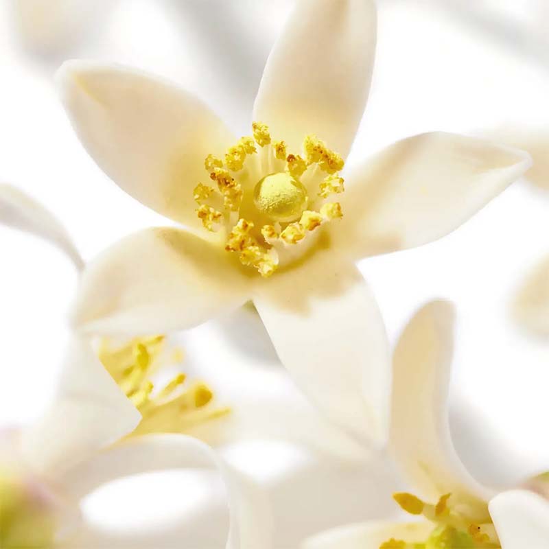 Prodigieux Neroli Le Parfum by NUXE