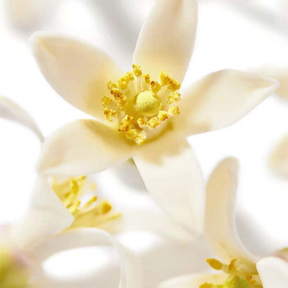 Prodigieux Neroli Le Parfum by NUXE